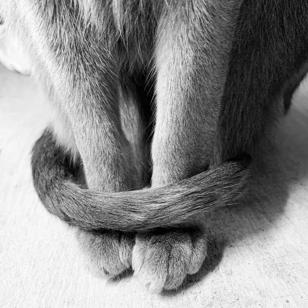 cute cat paws