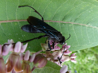 Grand sphex noir - Sphex pensylvanicus