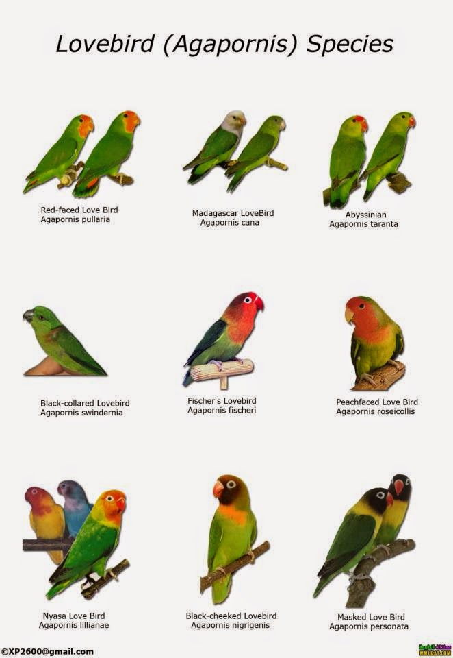 9 jenis jenis dari Lovebird yang umum dan langka ditemukan