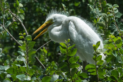 Great Egret, UTSW Rookery