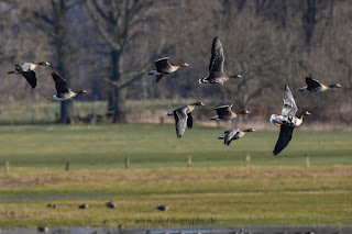 Wildlifefotografie Blässgänse Olaf Kerber