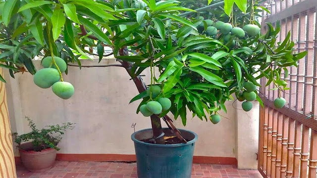 image showing small mango tree planted in a pot