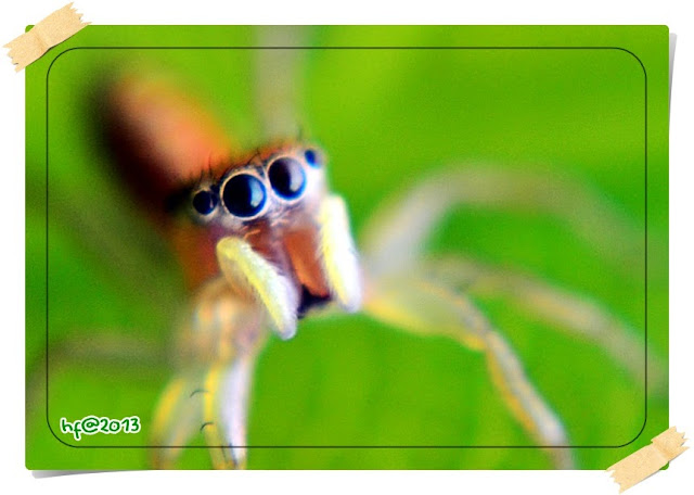 laba laba kecil bermata besar, little spider with big eyes