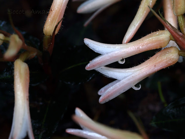 Goodyera biflora