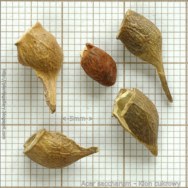 Acer saccharum seed - Klon cukrowy nasiona