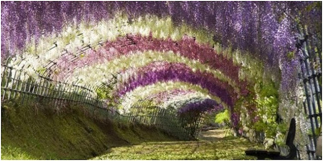 Terowongan Wisteria Flower