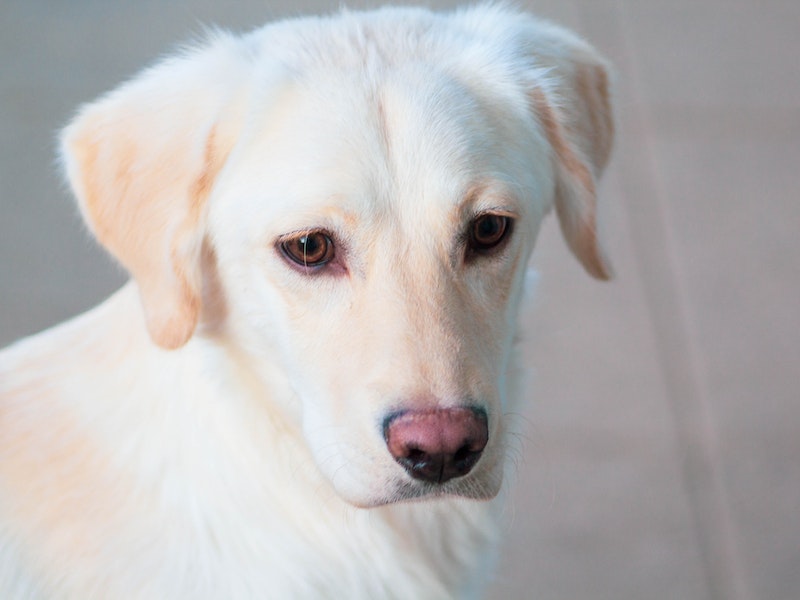  kutu anjing bisa memicu menimbulkan masalah kesehatan lain seperti anemia Ketahui 4 Cara Menghilangkan Kutu Anjing