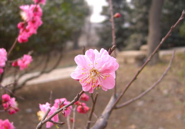 Plum Flowers