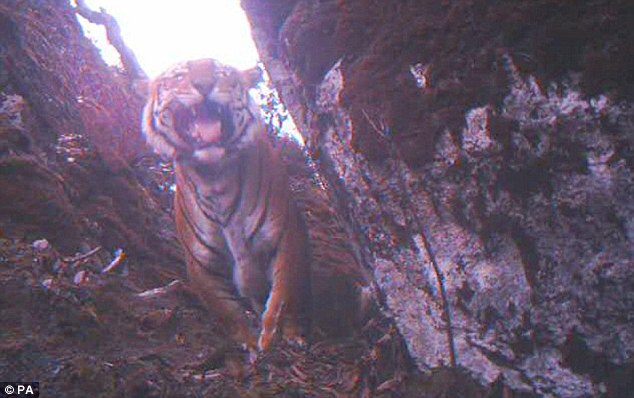 Escape from extinction: Tigers 2011