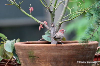 Words In Our Beak’s goal is to open readers to a simple understanding of the winged world and their environment. Set in a rooftop urban garden in New York City, my story is told in the voice of Cam, a female cardinal, who visits it. Words In Our Beak is directed to children and adults who are curious about birds, and want to learn about them from a unique perspective. The book includes hundreds of images of flora and fauna, links to movies, as well as to informative narratives that have been created by the author.  Now in Apple’s iBooks store @ https://itunes.apple.com/us/book/words-in-our-beak/id1010889086?mt=11