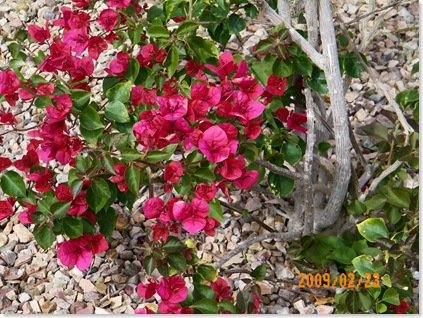 bougainvillea