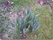 daffodil clump