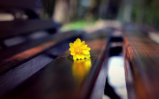Yellow Flower on Bench Close Up Psupero HD Wallpaper
