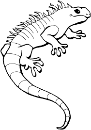 Top 5 iguana lizard coloring pages