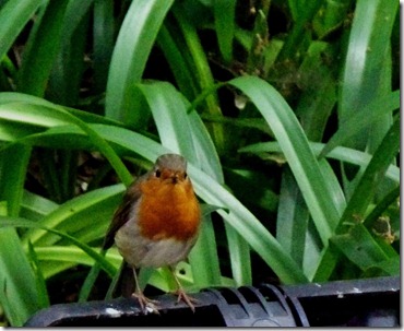 small bird