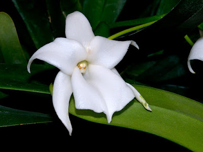 Angraecum magdalenae orchid plant care and culture