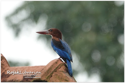 White throated Kingfisher