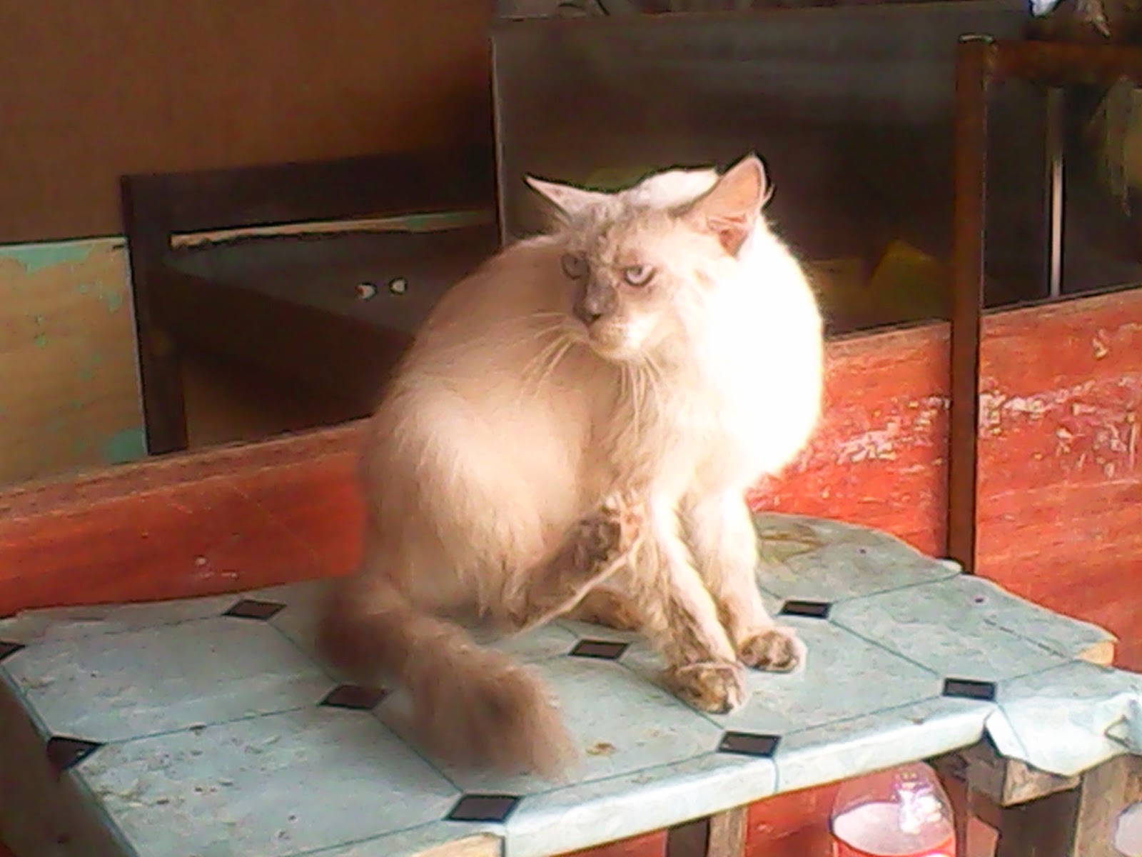 Anak Kucing Persia Kucing Siam Anak Lucu Murah - Hot Girls 