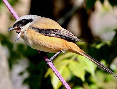 Long-tailed Shrike