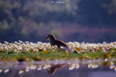 Least Bittern