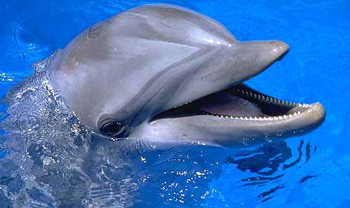 Dolphin Pics