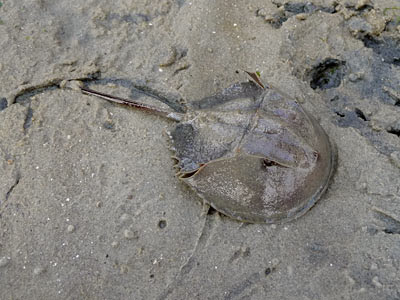 mangrove horseshoe crab, Carcinoscorpius rotundicauda