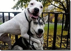 Funny-Animals-funny-animals-dog-friends-animals-mmmmm_large