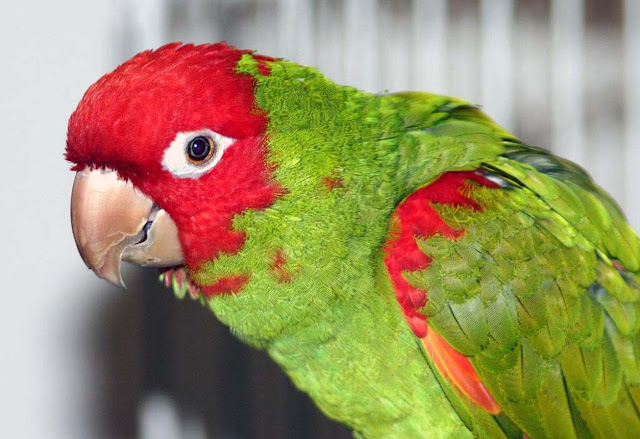 Picture Of A Parrot Bird