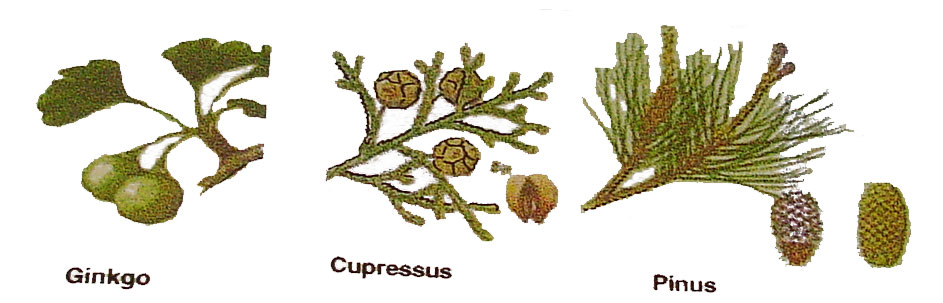 Mencari Hal Pengertian Angiospermae dan Gymnospermae