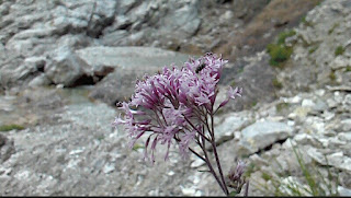 fiore di montagna