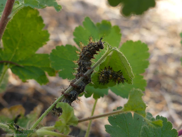 119: caterpillars eating a leaf