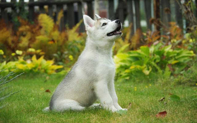Cachorro Blanco de Husky Siberiano Fondos de Pantalla de Perros