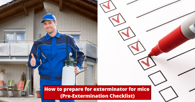 how-to-prepare-for-exterminator-for-mice