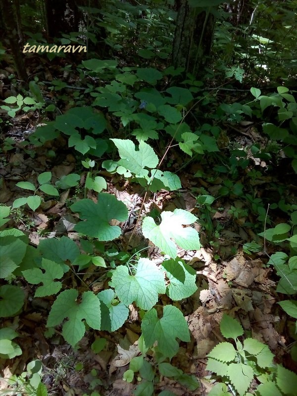 Виноград амурский (Vitis amurensis)