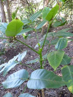 Polyscias rivalsii - Bois de papaye