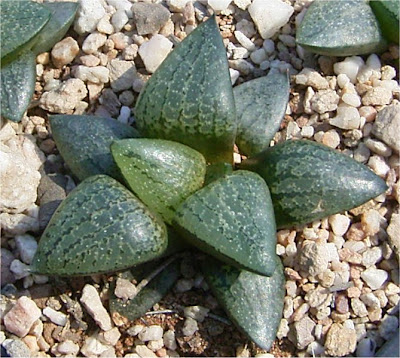 Haworthia comptoniana