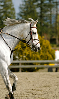 white horse ready to run