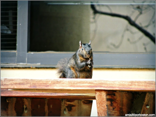 Groundhog Day: Ardilla Negra