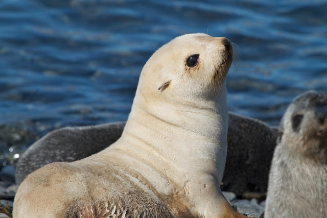 Antarctic fur seal