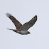 9月11日の絵鞆半島の渡り鳥