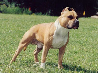 Raza de perro American Staffordshire Terrier