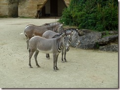 P1070530_resize