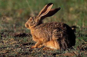 lagomorpha liebre del Cabo Lepus capensis