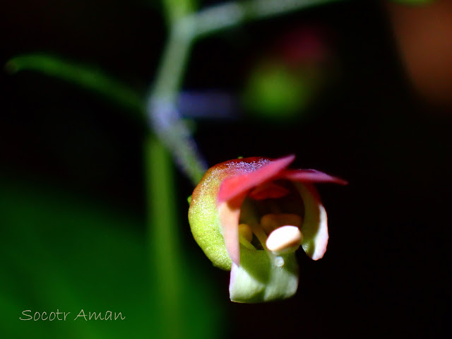 Scrophularia duplicatoserrata