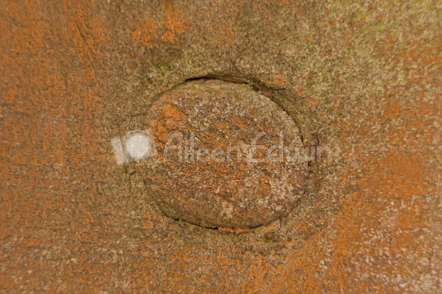 A macro photograph of textured wood