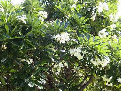 【印刷可能】 ハワイ の 白い 花 201230