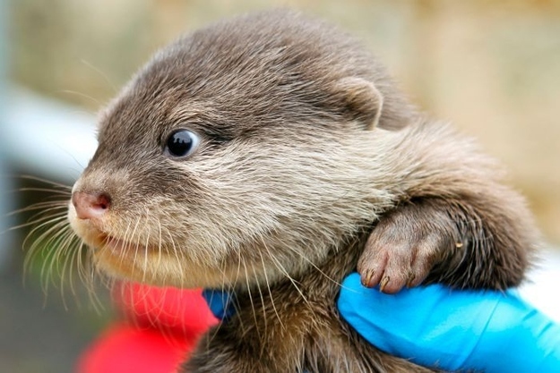 newborn baby otters at Perth zoo, baby otters, 