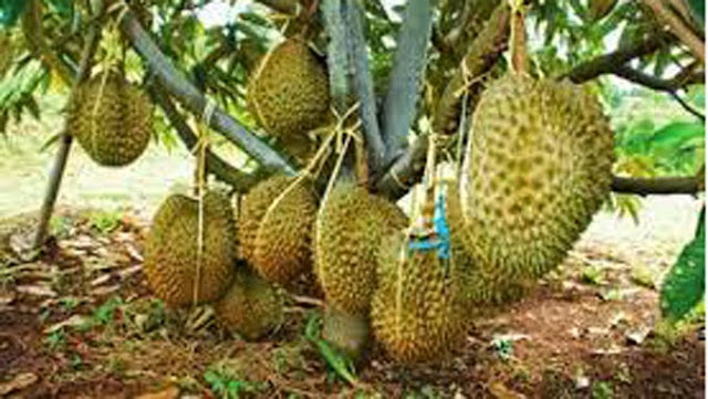 Sudah Coba Belum Tanam Pohon Durian Di Dalam Pot? Pasti Anda Penasaran..