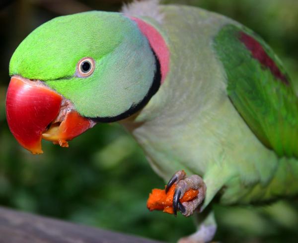 Beautiful,cute  green and red parrot,Parrot sitting and is eating ,wallpaper,pitcher,images