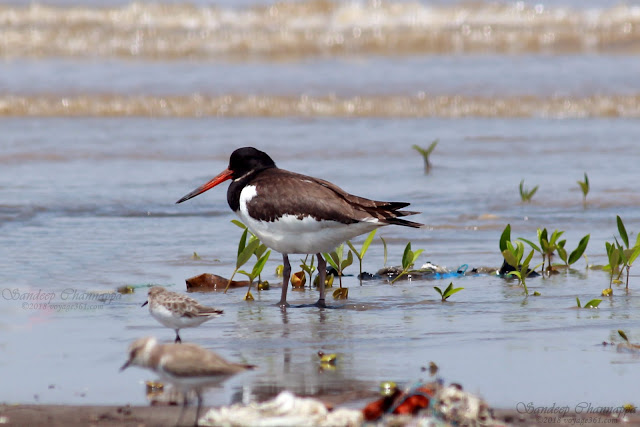 Eurasian Oystercatcher, also are the Little Stint and Kentish Plover